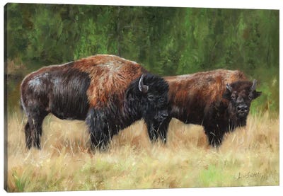Pair Of Bison Canvas Art Print - David Stribbling
