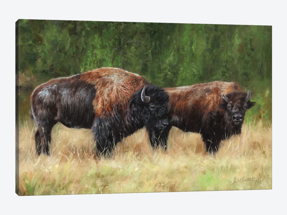 Pair Of Bison by David Stribbling 1-piece Canvas Art Print