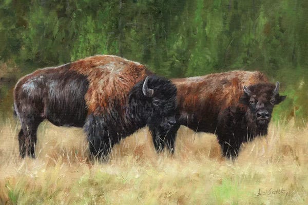 Bison & Buffaloes: Pair Of Bison by David Stribbling