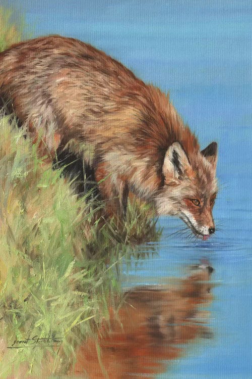 Fox Drinking At River by David Stribbling wall art