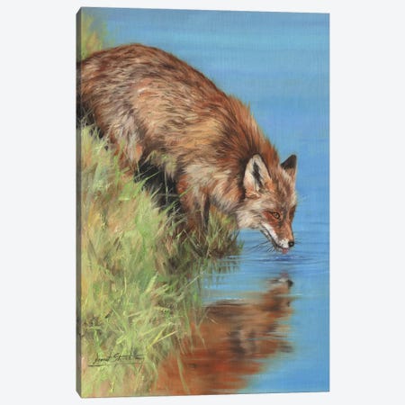 Fox Drinking At River Canvas Print #STG224} by David Stribbling Canvas Wall Art