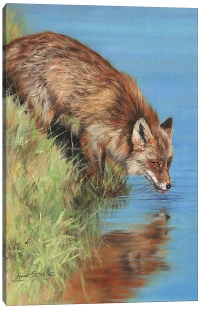 Fox Drinking At River Canvas Art Print - David Stribbling