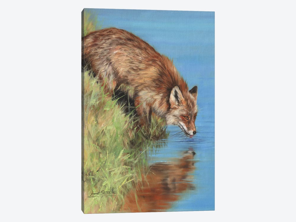 Fox Drinking At River by David Stribbling 1-piece Canvas Artwork