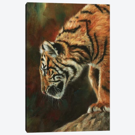 Inquisitive Young Tiger Canvas Print #STG225} by David Stribbling Canvas Artwork