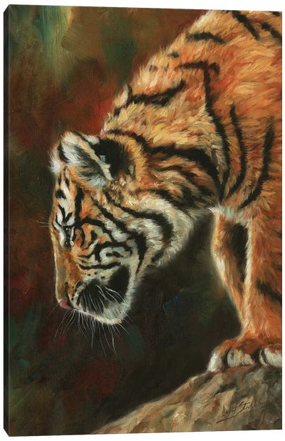 Inquisitive Young Tiger Canvas Art Print - David Stribbling