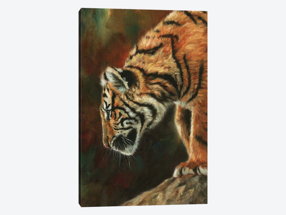 Inquisitive Young Tiger by David Stribbling 1-piece Canvas Print