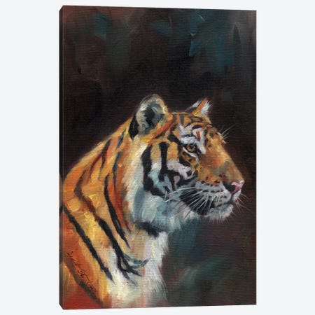 Portrait Of A Tiger Canvas Print #STG226} by David Stribbling Canvas Art