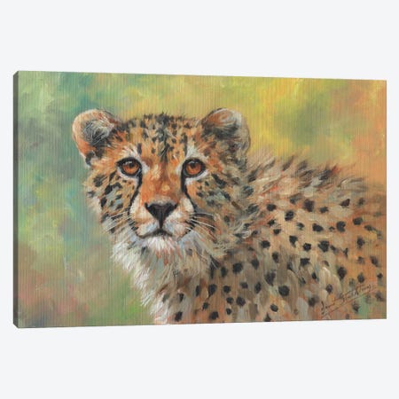 Portrait Of A Cheetah Canvas Print #STG227} by David Stribbling Canvas Art