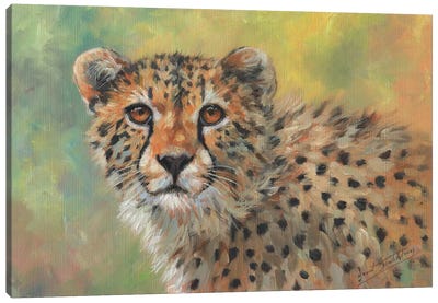 Portrait Of A Cheetah Canvas Art Print - David Stribbling