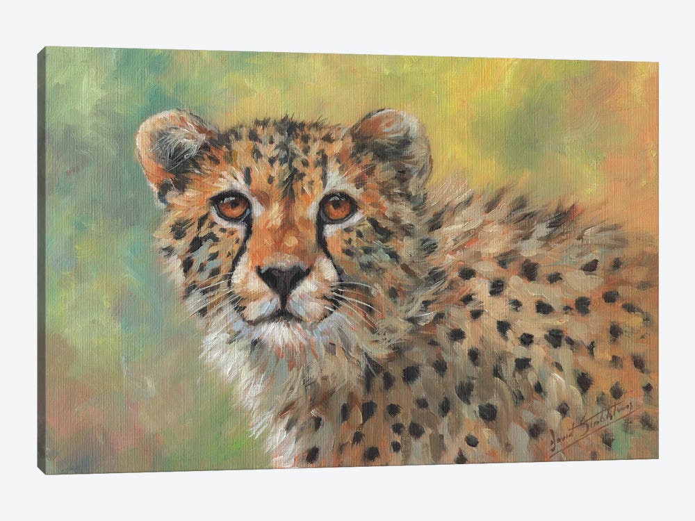 Portrait Of A Cheetah by David Stribbling 1-piece Canvas Print