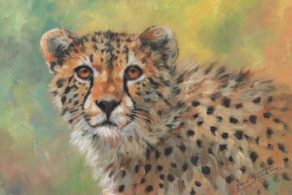 Cheetahs: Portrait Of A Cheetah by David Stribbling