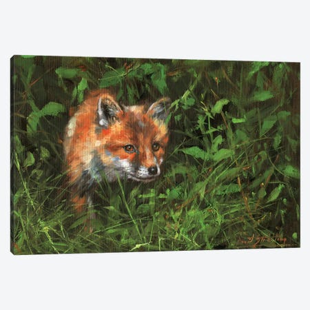 Red Fox Study In Oil Canvas Print #STG228} by David Stribbling Art Print
