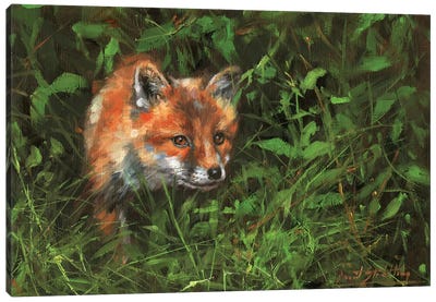 Red Fox Study In Oil Canvas Art Print - David Stribbling