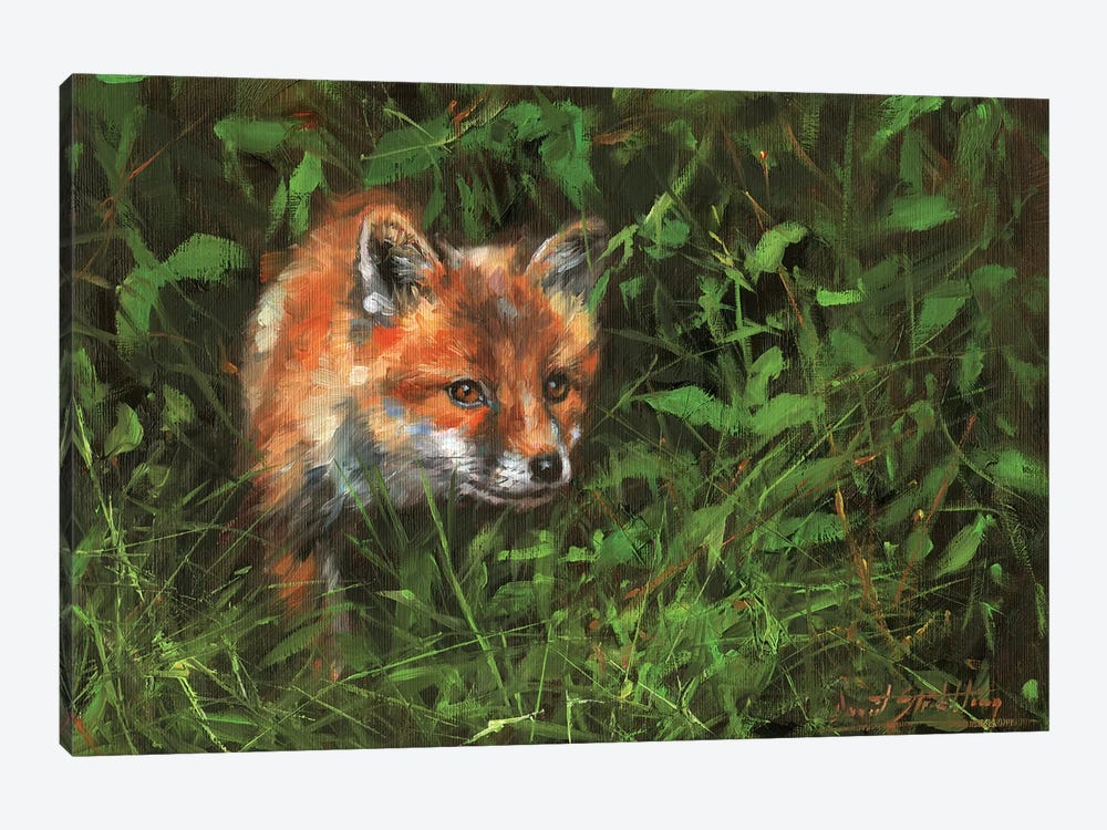 Red Fox Study In Oil by David Stribbling 1-piece Canvas Artwork