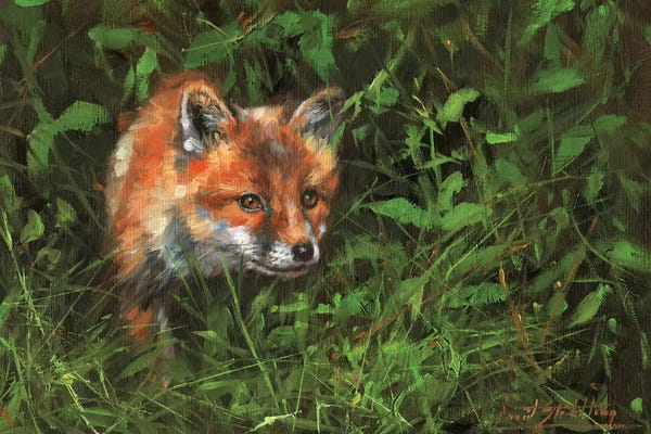 David Stribbling: Red Fox Study In Oil by David Stribbling