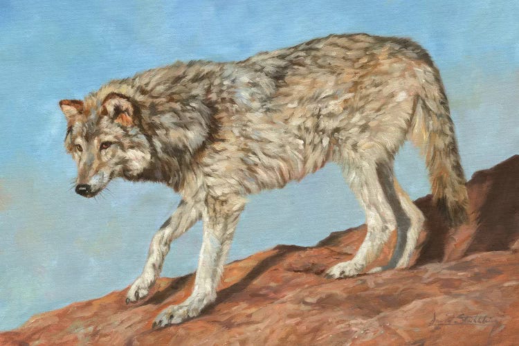 Red Rock Wolf