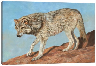 Red Rock Wolf Canvas Art Print - David Stribbling