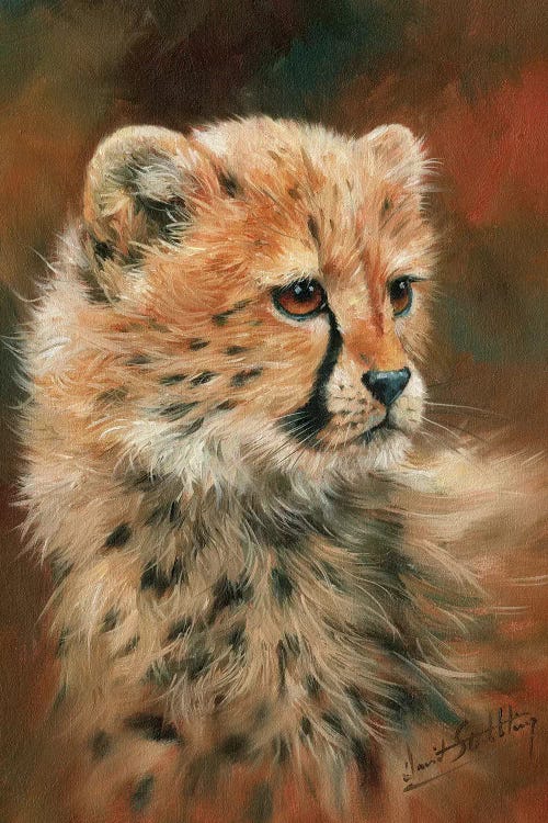 Cheetah Cub