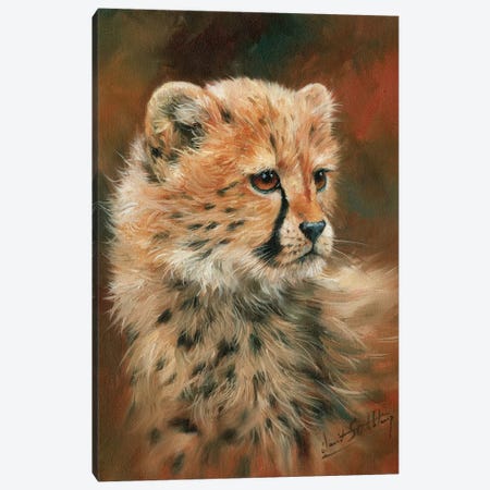 Cheetah Cub Canvas Print #STG22} by David Stribbling Canvas Art