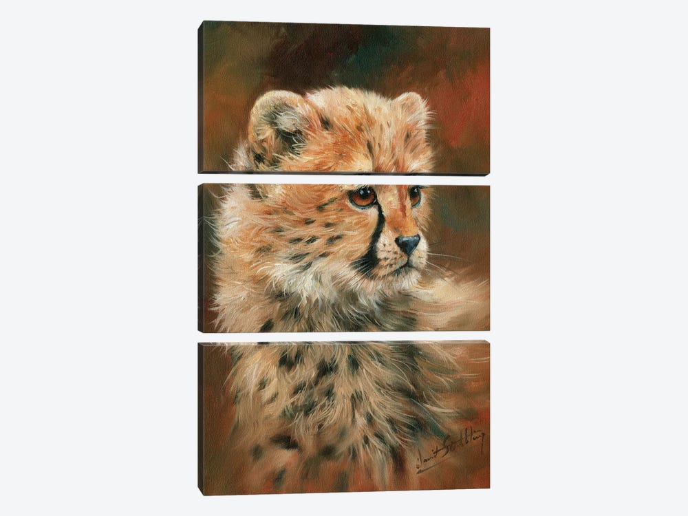 Cheetah Cub by David Stribbling 3-piece Canvas Art Print