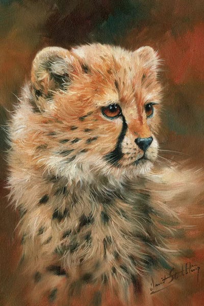 Cheetahs: Cheetah Cub by David Stribbling