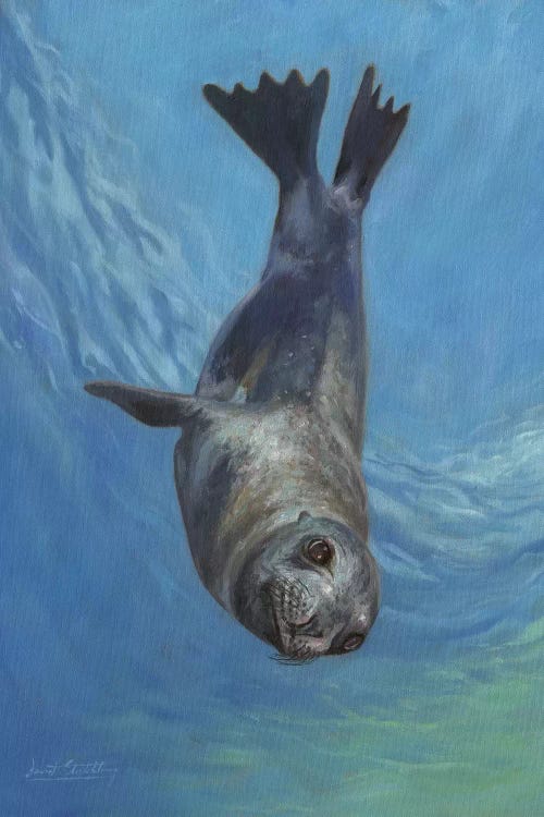Sea Lion, Sea Of Cortez by David Stribbling wall art