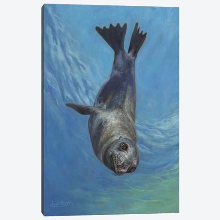 Sea Lion, Sea Of Cortez Canvas Print #STG230} by David Stribbling Canvas Wall Art