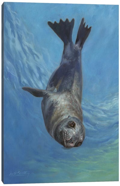 Sea Lion, Sea Of Cortez Canvas Art Print - David Stribbling