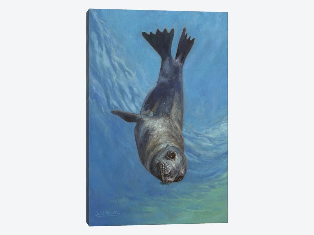 Sea Lion, Sea Of Cortez by David Stribbling 1-piece Canvas Print