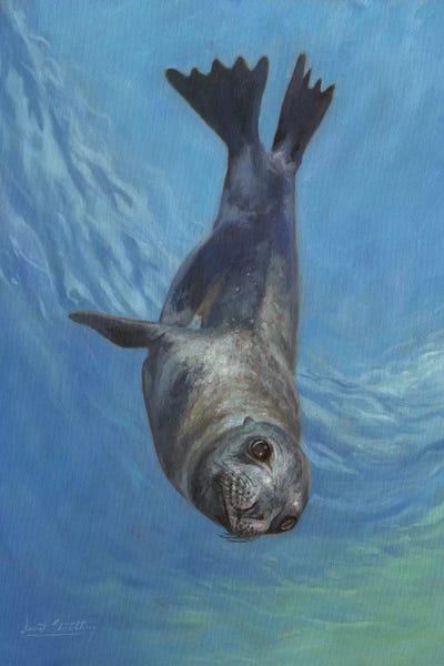 Seals & Sea Lions: Sea Lion, Sea Of Cortez by David Stribbling