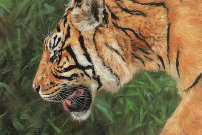 Tiger Head Portrait by David Stribbling art print