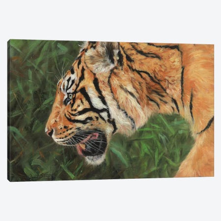 Tiger Head Portrait Canvas Print #STG232} by David Stribbling Canvas Art