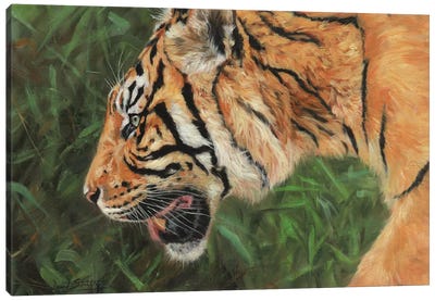 Tiger Head Portrait Canvas Art Print - David Stribbling