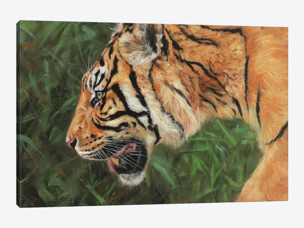 Tiger Head Portrait by David Stribbling 1-piece Canvas Print