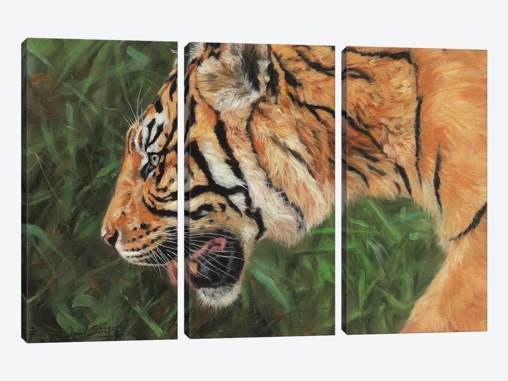Tiger Head Portrait by David Stribbling 3-piece Art Print