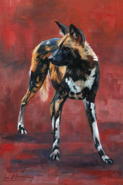 Wild Dog Study In Oil by David Stribbling art print