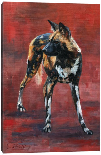 Wild Dog Study In Oil Canvas Art Print - David Stribbling
