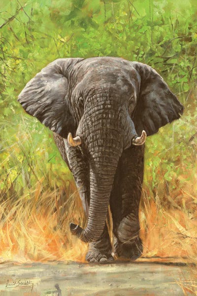African Elephant Staredown by David Stribbling art print
