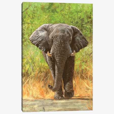 African Elephant Staredown Canvas Print #STG234} by David Stribbling Canvas Art Print