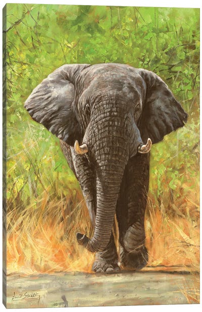 African Elephant Staredown Canvas Art Print - David Stribbling
