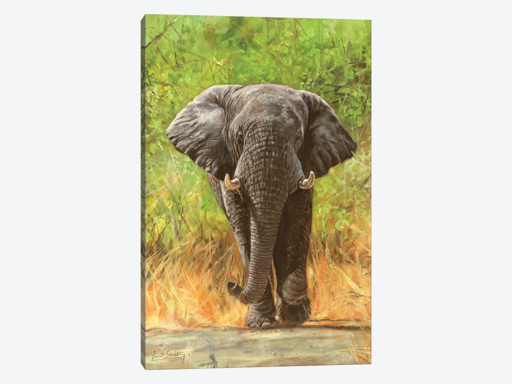 African Elephant Staredown by David Stribbling 1-piece Canvas Art Print