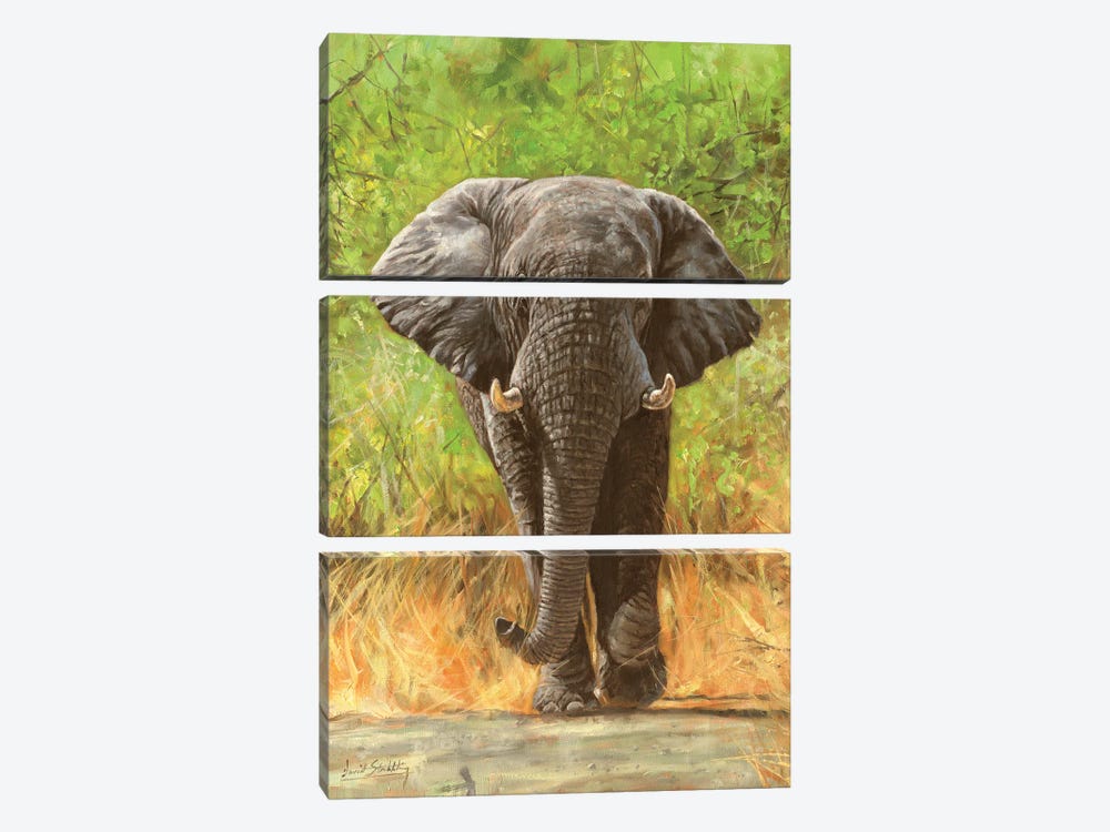 African Elephant Staredown by David Stribbling 3-piece Canvas Print