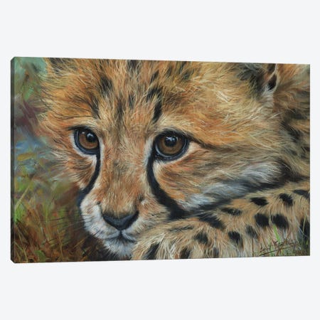 Cheetah Cub Close Canvas Print #STG235} by David Stribbling Art Print