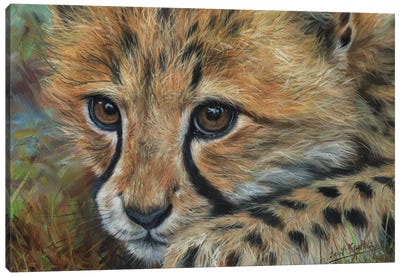 Cheetah Cub Close Canvas Art Print - David Stribbling