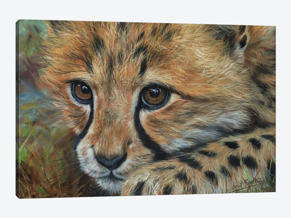 Cheetah Cub Close by David Stribbling 1-piece Canvas Wall Art