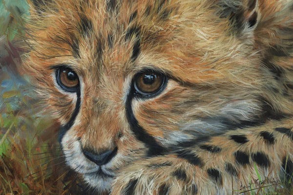 David Stribbling: Cheetah Cub Close by David Stribbling