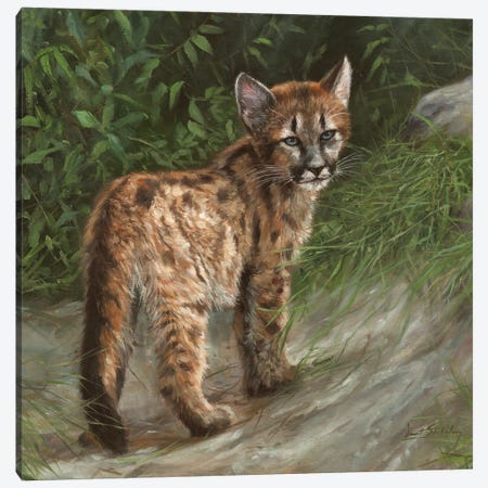 Cougar Cub Canvas Print #STG236} by David Stribbling Canvas Print