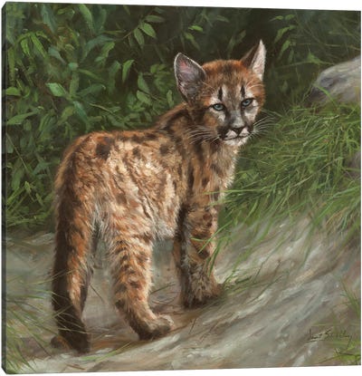 Cougar Cub Canvas Art Print - David Stribbling