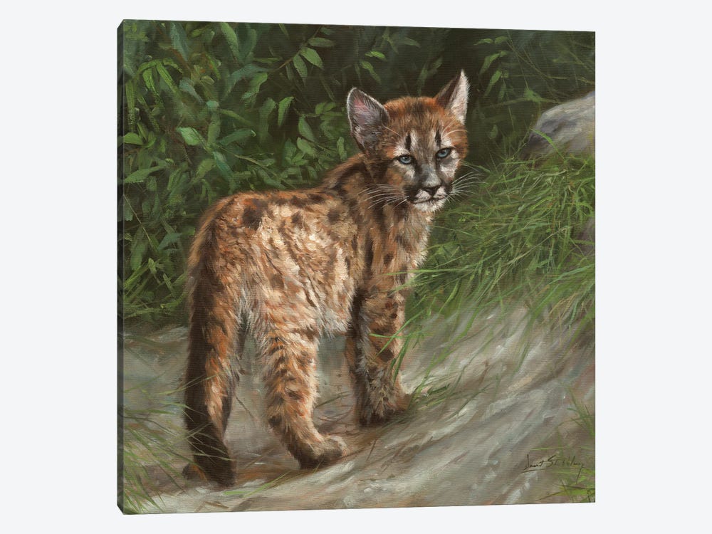 Cougar Cub by David Stribbling 1-piece Canvas Art Print