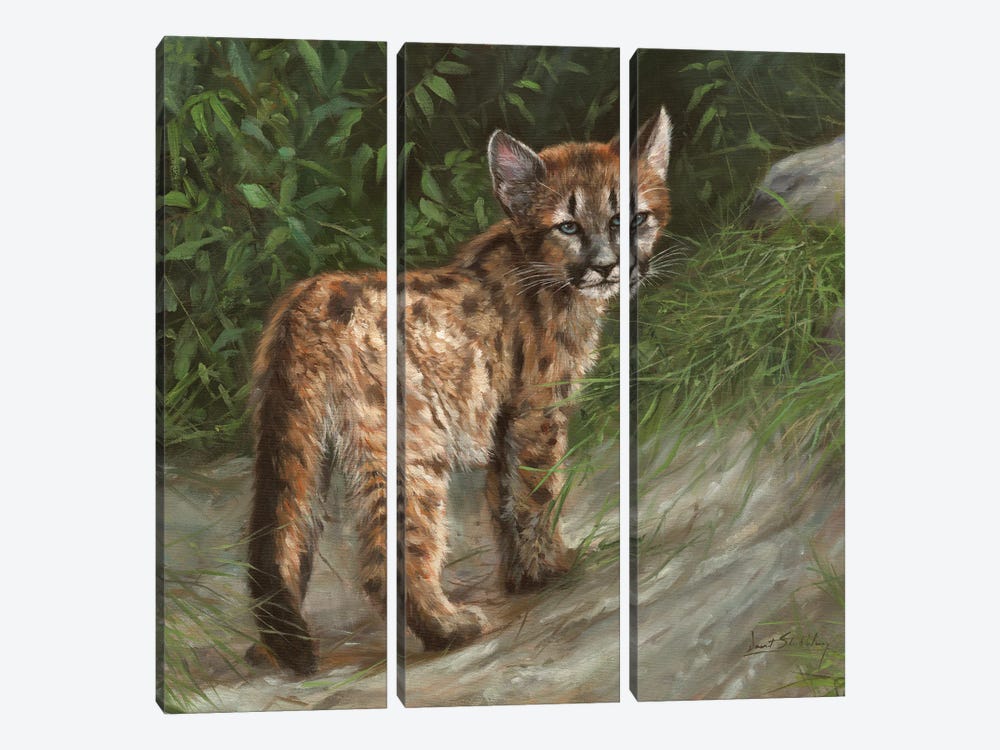 Cougar Cub by David Stribbling 3-piece Canvas Print